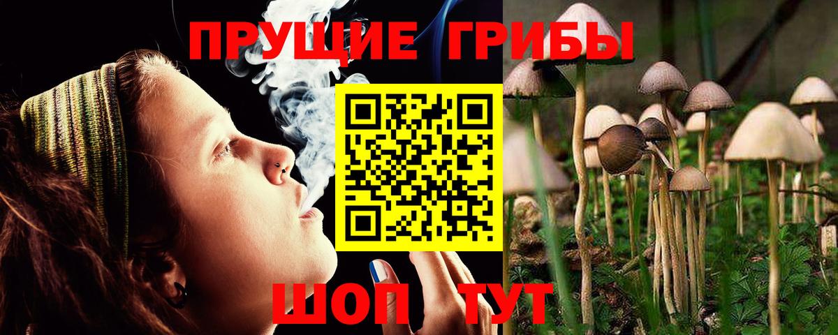 Черногорск  Галлюциногенные грибы Cubensis  Вход с VPN 